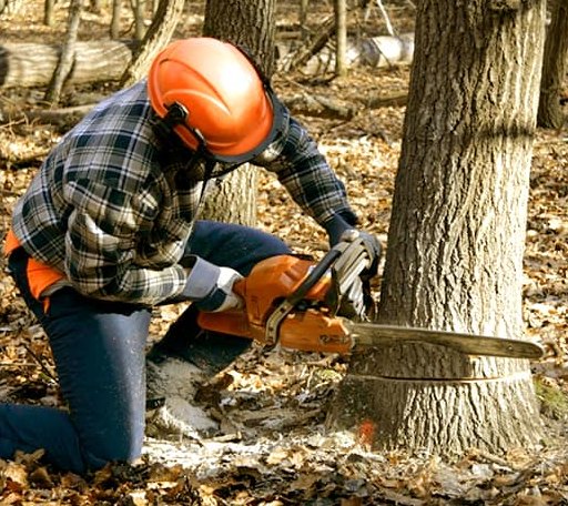 Tree Removal in Marion, VA